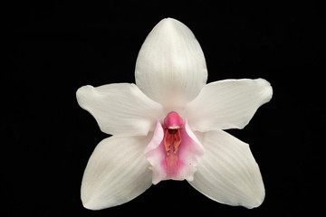 Tropical elegat orchid bloom floral background