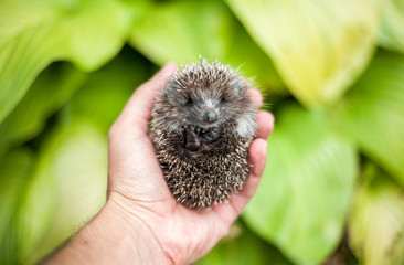 little hedgehog in hand