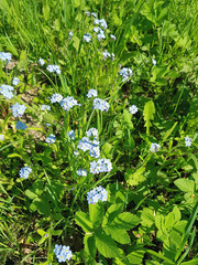 beautiful forget-me-not flowers in a summer lawn on a sunny day