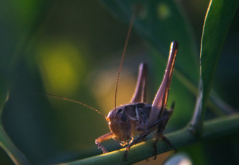 grasshopper on a leaf