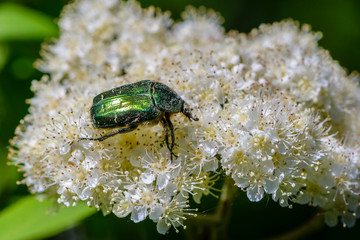 Beetle rose chafer collects nectar on rowan flower