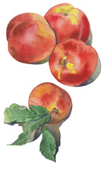 Hand drawn watercolor nectarines on white background. illustration of fruit peach.