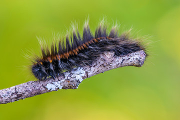 Hairy caterpillar sits on a tree branch in the early morning