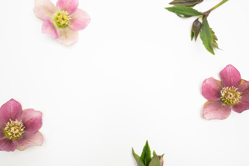 Fototapeta na wymiar Pink Hellebore flower on white background floral flat lay feminine background