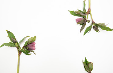 Pink Hellebore flower on white background floral flat lay feminine background