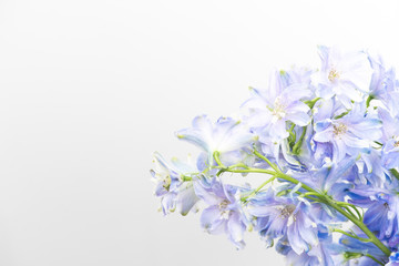 Fototapeta na wymiar Blue floral background delphinium flat lay
