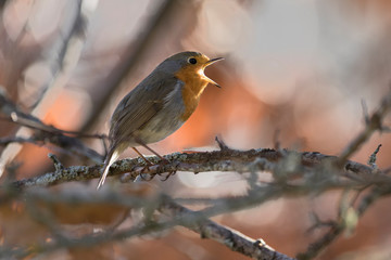 European robin bird with red chest singing in spring