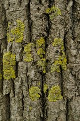 Moss on the tree trunk. Wooden texture.