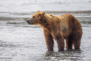 Fototapeta premium Ruling the landscape, brown bears of Kamchatka (Ursus arctos beringianus)