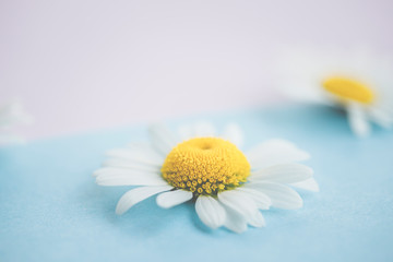 Gänseblümchen, Margeriten - Blüten auf buntem Karton, Vorlage für Design, Hintergrund