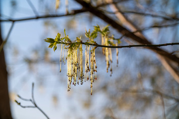 close-up green and yellow flowers of a blossoming tree maple. Spring season