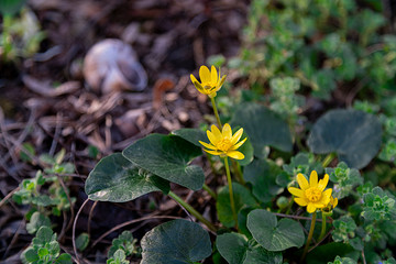 close-up  first spring yellow flowers