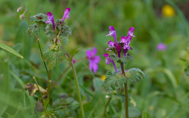 Beautiful tiny pink-purple florets