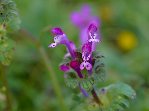 Beautiful tiny pink-purple florets
