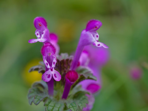 Beautiful tiny pink-purple florets