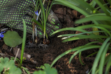 Gartenarbeit Garten Blumenzwiebeln einpflanzen