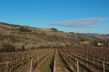 wine  vineyard 