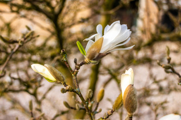 Beautiful close ups of white star flower magnolia flowers in the spring in the month of March.