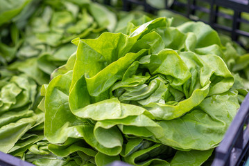 Green fresh butterhead lettuce