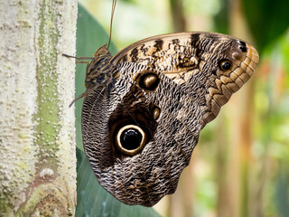 Mariposa colores exoticos 