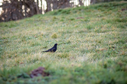 Amsel, Schwarzdrossel (Turdus merula) M&auml;nnchen auf Wiese, Hang, mit Blick nach rechts, Freiraum rechts, dagonal