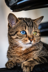 kleine Katze, getigert mit blauem und gelben Auge (odd eyed) schaut nach rechts