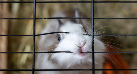 White and brown rabbit in an animal shelter is inside the hutch is biting the cage. The background is a brown blurred straw