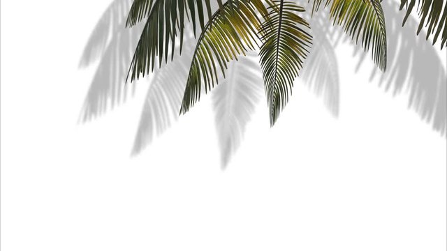 Branch with palm tree leaves in the wind on a white background. 3d animation