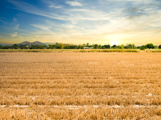 Organic wheat grass golden grain field farm plant growth in countryside meadow with morning sunrise sky in summer weather beautiful landscape traditional agricultural outdoor scenery in Asia Thailand