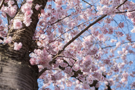 Der Kirschbaum im Frühling