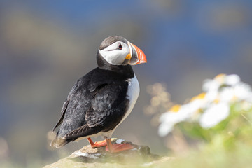 Macareux moine sur les falaises de Látrabjarg