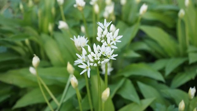 Beautiful blooming white flowers of ramson - wild garlic (Allium ursinum) in homemade garden in HD VIDEO. Illuminated by sunlight. Low depth of field and blurred background. Close-up.