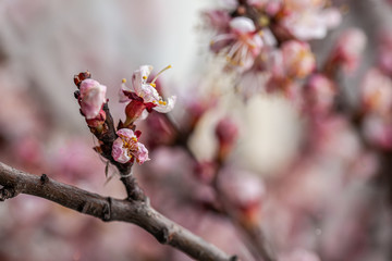 sprig of flowering apricot. apricot branch. sakura.