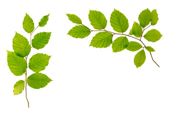 Green leaves isolated on white background. - obrazy, fototapety, plakaty