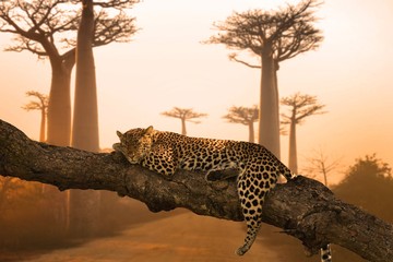 Beautiful shot of a leopard sleeping on the tree - great for a background © Ozkan Ozmen/Wirestock