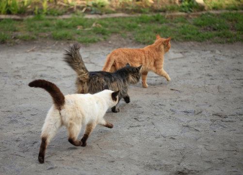 Three Wild Fluffy Cats In Spring Yard