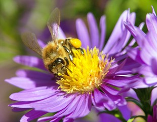 bee or honeybee sitting on flower, Apis Mellifera