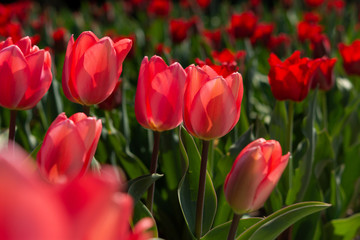 Fototapeta premium Red beautiful tulips field in spring time. Red tulips close up