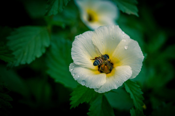 Bee on flower