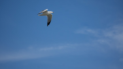 Obraz premium White bird on the sky