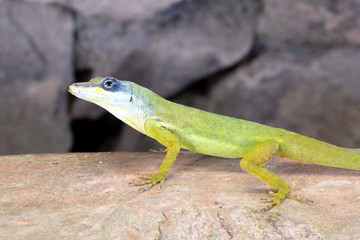 Green anolis gecko close up, Saint Vincent, Caribbean
