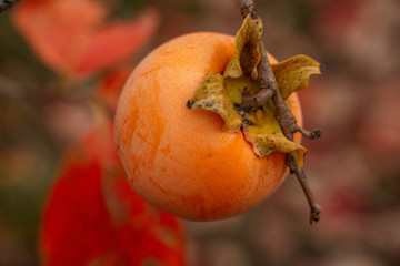 persimmon on a branch
