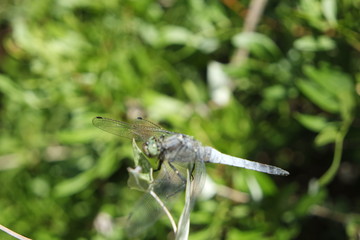 SAMSUNG CAMERA PICTURES