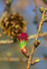Red immature female cone of European larch in spring