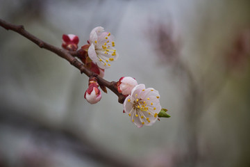 Cherry blossoms in the garden close-up. Nature