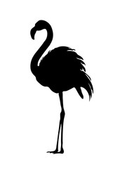 Obraz premium Crimson flamingo, flamingo, bird, nature, animal