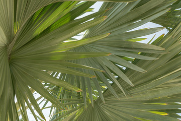 Tropical palm leaves Green leaves of Sabal trees  - obrazy, fototapety, plakaty