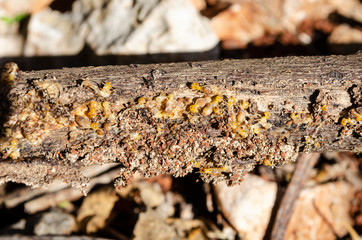 Nasutitermes Luzenicus (Duck Ants) On Wood