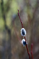 Willow kittens in spring