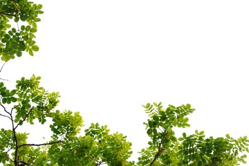 Tropical tree leaves with branches on white isolated background for green foliage backdrop 